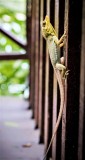 Lizard-on-the-deck-of-the-lavender-room